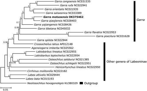 Figure 1. Phylogenetic tree of 21 labeonine fishes derived from Bayesian inference based on the combined nucleotide sequences of 13 protein-coding genes. The values on the nodes indicated the posterior probabilities. The GenBank accession numbers of included species were shown behind the taxon names.