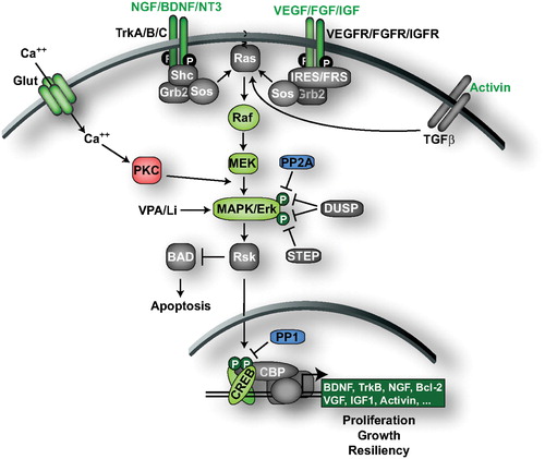 Figure 2. The ERK MAPK signaling pathway. Neurotrophic and growth factor receptors engage the RAF‐MEK‐ERK MAPK signaling cascade to regulate transcription factors including CREB. Activation of the ERK cascade by numerous neurotrophic/growth factors produces ADT effects in animal models. Increased Ca2+ levels triggered, for example by the glutamatergic system, also activate ERK signaling through PKC. The ERK‐CREB signaling pathway is downregulated by several phosphatases, including PP1, PP2A, DUSPs and STEP. CREB triggers the expression of genes that promote cell proliferation, growth, and resiliency, effects that could contribute to the ADT‐like effects observed in behavioral models. Molecules/proteins/genes altered in mood disorder patients or shown to regulate behavior in animal models of depression/ADT response are colored according to their associated effects (green = ADT, blue = prodepressive, yellow = antimanic, red = promanic, see online version for colour).
