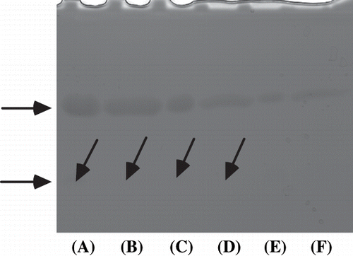 Figure 5 Carbonic anhydrase activity staining of crude extracts, DEAE-Toyopearl 650M fraction, and the purified viscous protein from yam (D. opposita Thunb.) tuber mucilage tororo. (A) crude extracts without reducing reagent; (B) crude extracts with reducing reagent; (C) DEAE-Toyopearl 650M fraction without reducing reagent; (D) DEAE-Toyopearl 650M fraction with reducing reagent; (E) purified protein without reducing reagent; (F) purified protein with reducing reagent.