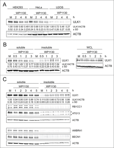 Figure 2. WP1130 induces aggregation of endogenous ULK1. (A) HEK293, HeLa, or U2OS cells were left untreated or were treated with 5 µM WP1130 for 2, 4 or 6 h. Cleared cellular lysates were subjected to anti-ULK1 and anti-ACTB/β-actin immunoblotting. (B) HEK293 cells were left untreated or were treated with 5 µM WP1130 for indicated intervals. Then detergent-soluble or -insoluble fractions, or whole-cell lysates (WCL) were prepared and analyzed by anti-ULK1 and anti-ACTB/β-actin immunoblotting. (C) HEK293 cells were left untreated or were treated with 5 µM WP1130 for indicated intervals. Then detergent-soluble or -insoluble fractions were prepared and analyzed for ULK1, RB1CC1, ATG13, AMBRA1, BECN1 and ACTB/β-actin by immunoblotting. Asterisks indicate unspecific background bands. (A–C) Data shown are representative of at least 3 independent experiments. Fold changes were calculated by dividing each normalized ratio (protein to loading control) by the average of the ratios of the control lane (control lane: fold change = 1.00, n ≥ 3). Results are mean ± SD and are given below the corresponding blots.