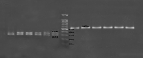 Figure 1 Identification of VVC C. albicans isolates.