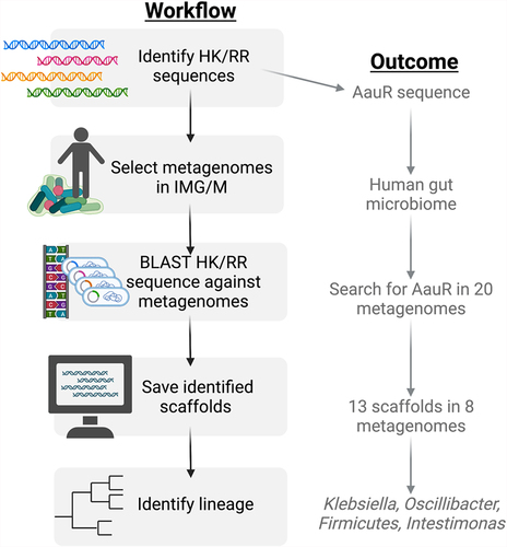 Figure 2. How to search for two-component systems in ecosystems via metagenome-specific BLAST. Known histidine kinase and response regulator sequences can be found via multiple genetic databases, including NCBI GenBank. Publicly available host and ecosystem-specific assembled metagenomes can be found on the Joint Genome Institute’s Integrated Microbial Genomes and Microbiomes (IMG/M) platform. BLAST searches with imported HK/RR sequences restricted to specific metagenomes can be done via the IMG/M platform. Search hits in the form of metagenome scaffolds can be saved and analysed for lineage and further analysis. This platform was used to search for the AauR response regulator in the human microbiome. 20 different human microbiome metagenomes were used as the search parameters, out of which 8 returned hits for the AauR regulator. The results were further narrowed into 4 different taxa: Klebsiella, Oscillibacter, Firmicutes, and Intestinimonas.