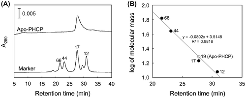 Fig. 1. Gel Filtration Analysis for apo-PHCP.Note: (A) Gel filtration profile of the apo-PHCP. The elution profile is shown with that of the molecular markers. The values for molecular masses are also indicated in kDa. Protein was detected by the absorption at 280 nm. (B) Estimation of molecular mass as determined by gel filtration chromatography. Logarithm of marker molecular mass is plotted as a function of retention time (closed circles). Linear least-square fitting curve for the markers is shown with the equation and correlation coefficient. Retention time of apo-PHCP is plotted on the curve (open circle) with the value for the estimated molecular mass.