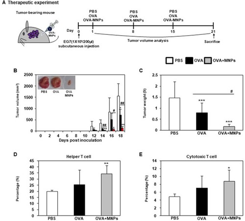 Figure 8 Analysis of anti-tumor immunity for therapeutic effect. EG7-OVA tumor cells (1×105 cells) were inoculated subcutaneously into mice (n=4/group) 1days before injection of OVA or OVA-MNPs@SiO2(RITC). (A) Experimental scheme for the anti-tumor immunity therapy (B) Tumor growth was monitored by measuring the tumor volume of mice. Photographs of the dissected tumor tissue from each group are also shown. (C) Tumor weight of the dissected tumor tissue from each group was also shown. (D, E) Subsets in tumor cells measured gated and analyzed using a FACScanto II (BD Biosciences). Data are represented as mean ± SD of four mice per group. *p<0.05, **p<0.01, and ***p<0.001 compared with negative PBS group. #p<0.05 and ##p<0.01 compared with OVA group.