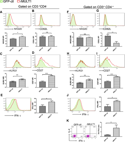 Figure 8 Impact of rMULT1 DNA treatment on splenic T-cell phenotype in mice with S. japonicum infection. Flow cytometry data demonstrated an elevated NKG2D expression on (A) CD8+ T cells but not on (F) CD4+ T cells from treated mice. (G) The treated group exhibited decreased CD62L expression on CD4+ T cells compared with the GFP-ctl group, while (B) CD8+ T cells exhibited similar surface level of CD62L. Both CD8+ T and CD4+ T cells exhibited increased surface expression of (C and H) KLRG1 and (D and I) CD27, as well as (E and J) enhanced IFN-γ secretion upon rMULT1 DNA treatment. (K) Combined staining of CD4+ T cells with intracellular IFN-γ and IL-4 revealed a significantly higher Th1/Th2 ratio in CD4+ T cells of the treated mice. Open red line, rMULT1 DNA; filled green line, vehicle DNA in all representative histograms. Data are representative of 4–6 animals per subgroup and 3 independent experiments. Comparisons were between rMULT1 and GFP-ctl, *P<0.05, **P<0.01 and ***P<0.001.