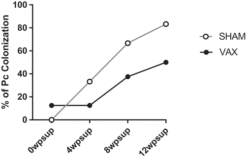 Figure 3. Colonization by Pneumocystis. Percentage of animals colonized with Pneumocystis was monitored by nested PCR in BAL samples, at monthly intervals. The difference between the sham and vaccinated groups was evaluated by repeated measures ANOVA and was found not to be significantly different.
