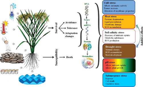 Figure 2. Plant responses employed to tackle with many important environmental stresses such as drought, cold, heat, salinity, pH and submergence. Drought and heat stresses often happen simultaneously leading to additive damages.