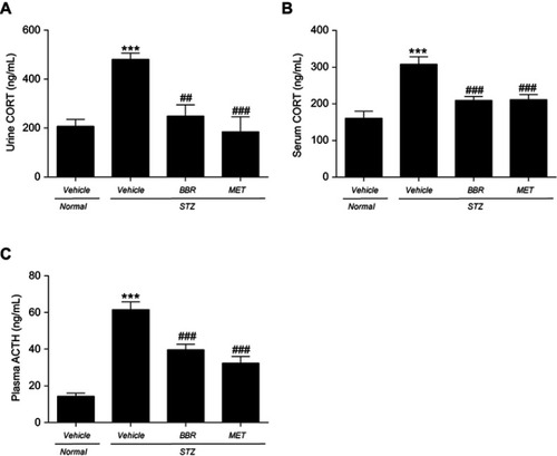 Figure 3 Effects of BBR on urine CORT (A), serum CORT (B), plasma ACTH (C) in T2DM rats. Data were expressed as mean ± SEM (n=6). ***p<0.001 vs. NC group; ##p<0.01, ###p<0.001 vs. T2DM control group.