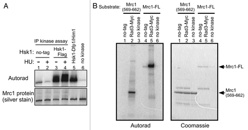 Figure 3 Kinase assays of endogenous Hsk1 and Rad3 kinase activities. Kinase assays were conducted as described in “Experimental Procedures” with anti-Flag antibody (A) or anti-Myc antibody (B) immunoprecipitates. (A) Vigorous phosphorylation of Mrc1 is detected with immunoprecipitated Flag-Hsk1 protein. Extracts were prepared from non-tagged (lanes 1 and 2, YM71) or from Flag-tagged Hsk1 strain (lanes 3 and 4, MS335) grown at 30°C. Cells were non-treated (lanes 1 and 3) or incubated with 12 mM HU for 2 hrs (lanes 2 and 4). Lane 5, reaction with purified Hsk1-Dfp1/Him1 complex; lane 6, reaction without kinase. Upper, autoradiogram; lower, silver staining. (B) Phosphorylation of GST-Mrc1 (569–662 aa) polypeptide (lanes 1–3) or Mrc1 full-length polypeptide (lanes 4–6) by the immunoprecipitated Rad3-Myc protein. Extracts were prepared from non-tagged (lanes 1 and 4, YM71) or Myc-tagged Rad3 strain (lanes 2 and 5, SH5142). Lanes 3 and 6, reactions without kinase. Left, autoradiogram; right, CBB staining.
