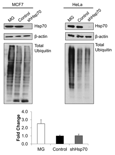 Figure 2. Hsp70 depletion does not alter ubiquitinylated protein levels. Depletion of Hsp70 does not cause apparent change in ubiquitination. MG132 (left panel, MCF7: 5 μM, 4 h; or right panel, HeLa: 10 μM, 4 h) was used to inhibit the proteasome (positive ubiquitination control). All samples prepared in lysis buffer containing N-ethylmaleimide (NEM, 10 mM). Samples were immunoblotted using an anti-ubiquitin antibody (lower panels). Upper panels: efficiency of Hsp70 depletion. Representative blots of triplicate experiments are shown. Quantification of levels of ubiquitinated proteins in HeLa cells is shown at the bottom.