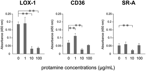 Figure 3. Protamine inhibits the binding of ox-LDL to the receptor.Ox-LDL was incubated with protamine at the indicated concentration in a recombinant receptor protein-immobilized ELISA system. A colorimetric assay was performed and values are expressed as mean absorbance at 450 nm. Error bars represent the SD for five samples. **P < 0.01.