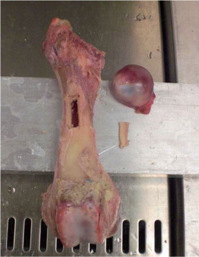 Figure 1. Femur prepared for implantation.