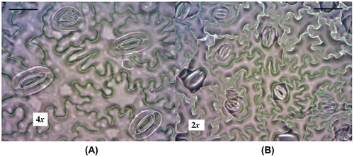 Figure 3. Difference in stomatal density between the tetraploid (A) and diploid (B) plants (scale bar = 20 μm).