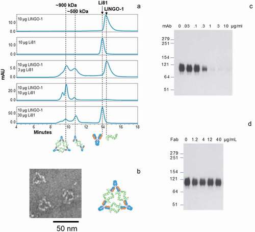 Figure 2. Concentration-dependent oligomerization of Li81 mAb-LINGO-1 ectodomain complexes. Samples containing 10 µg LINGO-1 ectodomain and 0, 3 10, or 30 µg of Li81 mAb, or 10 µg Li81 mAb alone, were subjected to analytical SEC. The column effluent was analyzed for absorbance at 280 nm and in-line light scattering. (a) Chromatograms from the SEC column. Y-axis: milli-absorbance units (mAU). X-axis: time in minutes after injection. (b) Image of three representative 34 nm particles observed by EM from a sample containing 10 µg each of Li81 mAb and LINGO-1 ectodomain and model of the 34 nm particle. (c and d) SDS-PAGE/Western blot analysis of LINGO-1 in CHO cells expressing HA LINGO-1 following treatments for 2 days with serial dilutions of the Li81 mAb (c) and Li81 Fab (d). Apparent molecular weights in kiloDaltons (kDa), based on the positions of pre-stained markers, are shown at the left