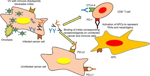 Figure 5 Future prospective: mAbs (anticytotoxic T-lymphocyte-associated protein-4/anti-programmed death-1/anti-programmed death-ligand 1) against immune checkpoints encoded by the VV.Notes: mAbs engineered with the VV may enhance tumor cell death. After the replication of the virus in the cytosol, synthesis of mAbs would occur, followed by the inhibition of cytotoxic T-lymphocyte-associated protein 4, programmed death-1, and programmed death-ligand 1 may take place. It also causes inhibition of immune checkpoints that expressed by other uninfected cancer cells.Abbreviations: APCs, antigen-presenting cells; mAbs, monoclonal antibodies; VV, vaccinia virus.