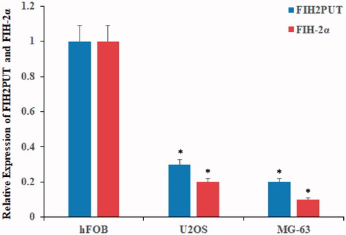 Figure 1. LncRNA HIF2PUT and HIF-2α mRNA have decreased expression in human osteosarcoma cell lines. The expression levels of lncRNA HIF2PUT and HIF-2α in hFOB, U2OS and MG-63 stem cell lines were measured by qRT-PCR. Data were represented mean ± SD from three independent experiments (*p < .05).