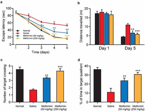 Figure 3. Effect of metformin treatment on spatial learning and memory of mice with isoflurane- and STZ-induced cognitive dysfunctions. (a) Escape latency, (b) swimming distance, (c) the mean number of platform location crossing, and (d) the percentage of time spent in the target quadrant of mice with isoflurane- and STZ-induced cognitive dysfunctions (n = 8). **p < 0.01, ***p < 0.001 vs. saline-treated group