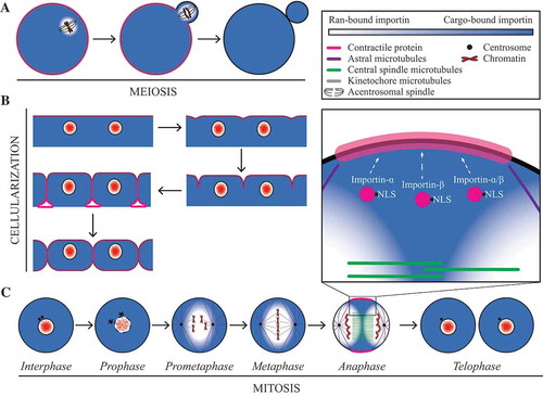 Figure 3. The Ran gradient regulates cortical proteins. (a) Cartoon schematics show an oocyte undergoing polar body extrusion. The legend describes the cell components for the cells in (a–c); contractile proteins (pink), astral microtubules (purple), central spindle microtubules (green), kinetochore microtubules (grey), centrosome (black) and chromatin (red). The Ran gradient is enriched around chromatin, which is positioned close to the cortex and functions as a molecular ruler to direct actin cap formation [Citation47]. (b) During cellularization, Ran-GTP is sequestered in closed nuclei, and importin-binding could increase the localization of proteins at the cortex. The enrichment of proteins at the ingressing membrane would be directed by other factors. (c) In mitotic somatic cells Ran-GTP is generated at chromatin by RCC1 (RanGEF), which is hydrolysed by RanGAP in the cytosol to form a gradient. An inverse gradient of importin-bound proteins forms so that they are high near the cortex. In prometaphase and metaphase, Ran-GTP regulates spindle formation by releasing active spindle assembly factors from importin-binding [Citation12]. In anaphase, importin-binding facilitates anillin’s localization to the equatorial cortex for cytokinesis, and we propose that other cortical proteins could similarly be regulated by importin-binding [Citation1]. Ran-GTP is sequestered in the nucleus in telophase as the nuclear envelope reforms (Clarke & Zhang, 2008, Citation4)