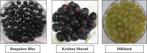 Figure 1. Matured grapes (4th stage) of three Indian grape (Vitis vinifera L.) varieties