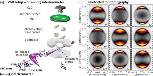 Figure 2. (a) Setup for VMI-based photoelectron tomography [Citation99] for measurements of second-order intrapulse frequency mixing in the MPI of K atoms with (ω:2ω) fields. Polarization-shaped (ω:2ω) pulses are generated by a Mach–Zehnder interferometer equipped with quarter wave plates (QWPs) and half wave plates (HWPs). The fields are recombined with a dichroic mirror (DM) and focused with a spherical mirror (SFM) into the interaction region. For the photoelectron tomography, the pulses are rotated about the propagation axis with an additional HWP. Photoelectron wave packets created by MPI are projected onto a microchannel plate (MCP) detector followed by a phosphor screen and recorded by a charged coupled device (CCD) camera. (b) Selected projections generated by MPI with (ω:2ω) OLP fields. The photoelectron wave packets have a fourfold rotational symmetry, causing symmetrical projections.