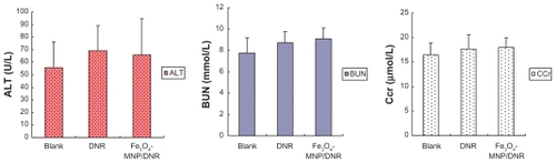 Figure 3 The result of hepatic and renal function of mice in acute toxicity testing.Notes: ALT, BUN, and Ccr of the compound nanoparticles Fe3O4-MNPs/DNR group or isodose DNR group showed no significant difference compared with the negative group (P > 0.05).Abbreviations: Fe3O4-MNPs, magnetic Fe3O4 nanoparticles; DNR, daunorubicin; ALT, alanine transarninase; BUN, blood urea nitrogen; Ccr, creatinine clearance rate.