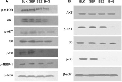 Figure 4 Analysis of PI3K/AKT/mTOR signaling pathway protein.