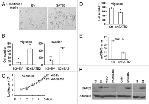 Figure 6 SATB2 stimulates endometrial cancer cell migration and invasion. Transwell migration and matrigel invasion experiments were performed using normal fibroblasts (N) transduced with SATB2 lentiviral construct. (A) Microphotographs show endometrial cancer EC1 cells migration towards media pre-conditioned with normal fibroblasts expressing empty vector (EV) control or SATB2. (B) Quantification of EC1 cells migration and invasion experiments were performed as in Figure 4. (C) Co-culture of luciferase-labeled EC1 cells with normal fibroblasts expressing SATB2 or empty vector. (D) Knockdown of SATB2 in CAFs decrease their ability to stimulate EC1 cell migration. NS, non-silencing control. *p = 0.015. (E) Quantitative RT-PCR of SATB2 knockdown by stable expression of lentiviral vector with shSATB2. (F) Western blot analysis of SATB2 protein in CAFs overexpressing shSATB2 or normal fibroblasts with ectopic expression of SATB2 protein. N2 and C2, normal fibroblasts and CAFs, respectively, used for SATB2 knock-down. The last part shows endogenous levels of SATB2 in patient 4, which is comparable with the levels of SATB2 protein overexpressed in normal fibroblasts (patient 2). Same amounts of nuclear lysate were run in the same gel and exposed for the same time.