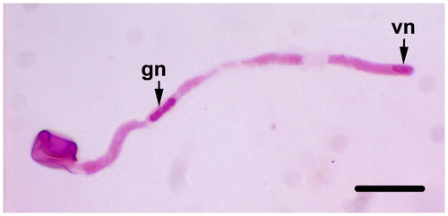 Figure 6. (Color online) Generative and vegetative nuclei stained with acetic-orcein in germinated pollen tube (gn, generative nucleus; vn, vegetative nucleus). Scale bar = 50 μm.