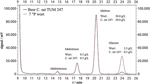 Figure 6. Chromatograms (HPLC) of the modified sugars glucose, maltose, maltotriose and maltotetraose of the 7°P wort and beer fermented with the yeast strain C. saturnus 247. The sugar molecules contain one molecule of 3-methyl-1-phenyl-5-pyrazolone (fructose) and two molecules of 3-methyl-1-phenyl-5-pyrazolone (glucose, maltose, maltotriose and maltotetraose).