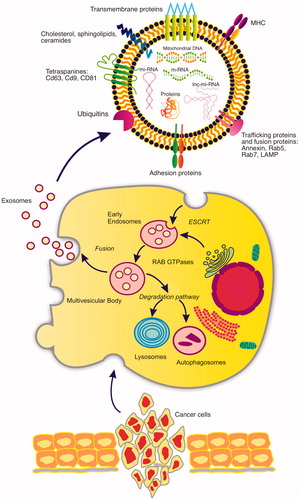 Figure 1. The diagram reveals the different steps of the formation of exosomes and their release from the cells of an oral squamous cell carcinoma. The intracellular traffic and its release to the extracellular medium is appreciated. In the upper image, the main components of an exosome derived from an OSCC are reflected both at the level of its lipid membrane and inside it.