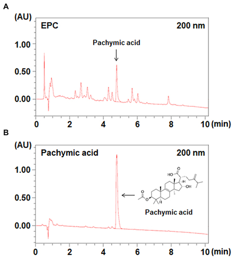Figure 6 UPLC analysis of EPC. (A) EPC and (B) pachymic acid was dissolved in methanol. A sample volume of 5 μL was injected and analyzed at a flow rate of 0.3 mL/min using an ultraviolet detector at 200 nm.