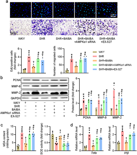 Figure 5. Inhibition of AMPK/SIRT1 axis abolishes the effects of BAIBA on VSMCs. (a) VSMCs were transfected with AMPKα1 siRNA (100 nM) or treated with EX-527 (10 μM) for 24 h, and then were challenged by BAIBA (10 μM) for 48 h. The proliferation and migration of VSMCs were assessed by EdU staining (upper, scale bar = 100 μm) and transwell assay (lower, scale bar = 200 μm). (b) Represented blots and relative quantification of PCNA, MMP-2, and MMP-9. (c) MDA contents and SOD activities. (d) Relative mRNA levels of Tnfα and Il1β. Values are mean ± S.E. * P < 0.05 vs. WKY, † P < 0.05 vs. SHR, # P < 0.05 vs. SHR+BAIBA. n = 4–5 for each group.