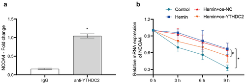 Figure 5. YTHDC2 bound to NCOA4 mRNA and affected its stability. (a) The binding of YTHDC2 and NCOA4 mRNA was verified by RIP-qPCR. n = 3.*p < 0.05 vs. IgG. (b) The stability of NCOA4 mRNA was analyzed by RT-qPCR. n = 3. *p < 0.05 vs. Control, #P < 0.05 vs. Hemin+oe-NC.