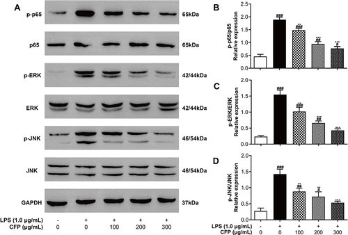 Figure 6 Effects of CFP on the LPS-induced activation of NF-κB and MAPK pathways. (A) Represents the Western immunoblots for p-p65, p65, p-ERK, ERK, p-JNK, JNK and GAPDH. After inflammatory stimulation, relative expression of p-p65/p65 (B), p-ERK/ERK (C) and p-JNK/JNK (D) were tested by Western blotting in THP-1 macrophages. Data represent the average of the three replicates. #P < 0.05, ##P < 0.01 and ###P < 0.001 vs control group; **P < 0.01 and ***P < 0.001 vs LPS group.