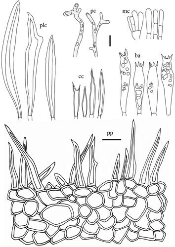 Figure 16. Microscopic features of Lactifluus porphyreus sp. nov. All scale bars = 10 µm. Horizontal scale bars are for pileipellis and vertical scale bars are for other microscopic features.