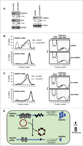 Figure 4. CircPABPN1 suppresses PABPN1 translation. (A) 48 h after transfecting HeLa cells with either control siRNA or HuR siRNA (left) or with pcDNA3 or pCircPABPN1 (right), the levels of PABPN1, HuR, and the loading control HSP90 were assessed by Western blot analysis. Following quantification of the bands on Western blots, the relative signal intensities were represented as the means ± SEM from three independent experiments. *, P <0.05 (Student's t-test)., (B, C) HeLa cells prepared as in (A) were size-separated through sucrose gradients into 12 fractions (arrow, direction of sedimentation). Unbound RNA was in fractions 1 and 2; 40S, 60S, and 80S were in fractions 3–5; and low- and high-molecular-weight polysomes (LMWP and HMWP) were in fractions 6–8 and 9–12, respectively (B right, C right) and Methods. After isolating RNA from each fraction, the relative distribution (%) of PABPN1 and GAPDH mRNAs on the sucrose gradients was quantified by RT-qPCR analysis (B left, C left). (D) Proposed model whereby CircPABPN1 sequesters HuR away from PABPN1 mRNA, in turn suppressing PABPN1 mRNA translation.