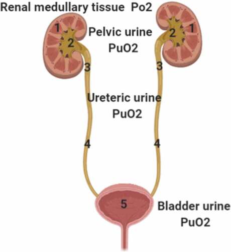 Figure 2. Oxygen flow through the urinary tract starting from renal medulla down to the urinary bladder; 1: renal medullary tissue Po2, 2: pelvic PuO2, 3: upper ureteric PuO2, 4: lower ureteric PuO2, and 5: bladder PuO2. (PuO2: urinary oxygen pressure.)