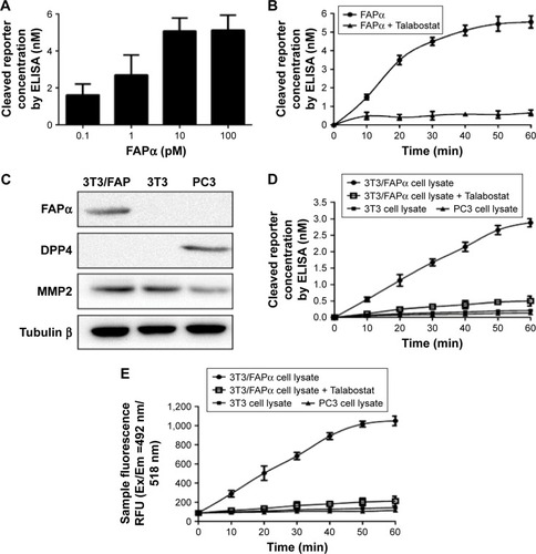 Figure 4 Identification of physicochemical properties of marker-MNPs in vitro.Notes: (A) Quantification of the level of cleaved reporters released from marker-MNPs after incubation with increasing concentrations of FAPα (n=3 per dose, x ± SD). (B) Marker-MNPs incubated with FAPα enzyme (10 nM) or with FAPα enzyme (10 nM) with Talabostat (1 nM). (C) Verification of FAPα, DPP4, MMP2 expression levels in 3T3/FAP, 3T3, PC3 cell lines by Western blotting. (D) Cleaved reporter concentration in the supernatant detected by ELISA after incubation with different cell lysates. (E) Sample fluorescence analysis after incubation with different cell lysates.Abbreviations: DPP4, Dipeptidyl peptidase-4; ELISA, enzyme-linked immunosorbent assay; FAPα, fibroblast activation protein α; MMP2, matrix metalloproteinase 2; MNPs, magnetic iron oxide nanoparticles; RFU, relative fluorescence unit.