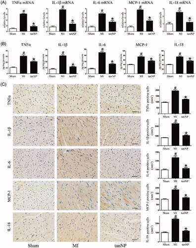 Figure 5. Effects of tanshinone IIA-NP on inflammatory factors after MI. (A) The mRNA level of inflammatory factors were analyzed by Real-time PCR in LV ischemic border zone 4 weeks after ligation. Data are shown as the ratio of mRNA level of each factors relative to 18S mRNA and expressed as the fold change relative to the mean value of sham-operated mice (n = 6). (B) ELISA assay to quantify the production of the inflammatory factors by the hearts after LAD ligation.(C) Representative immunohistochemical photographs and quantification assay of the ischemic border zone 4 weeks after LAD ligation. #p < .05 versus Sham; *p < .05 versus MI.