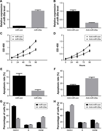 Figure 2 Role of miR-20a in MM cells proliferation and cell cycle progression.