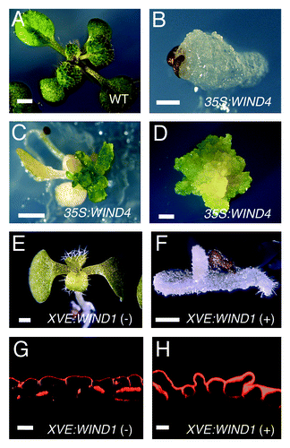 Figure 1. Overexpression of WIND homologs promotes cell dedifferentiation without exogenous phytohormones. (A–C) 14-d-old wild-type (WT, A) and 14, 21-d-old (B, C, respectively) 35S:WIND4 seedlings grown on phytohormone-free MS medium. 35S:WIND4 seedlings display severe morphological defects and callus induction. (D) 60-d-old callus excised from 35S:WIND4 seedlings. (E, F) 8-d-old XVE-WIND1 seedlings germinated on phytohormone-free MS medium without (-) (E) or with (+) 10 mM 17b-estradiol (F). (G, H) Cross sections of cotyledon epidermal cells in 9-d-old XVE-WIND1 plants. XVE-WIND1 seedlings were germinated without (G) or with (H) 10 mM 17b-estradiol. Cellular boundaries are visualized by propidium iodide (PI) and cross sections are generated from confocal Z-stacks. Scale bars, 2 mm (A, C, D), 500 mm (B, E, F), 20 mm (G, H).