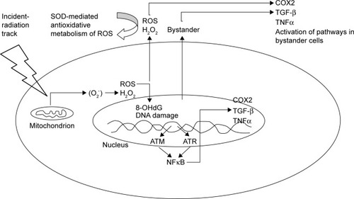 Figure 2 Generation of ROS as a result of incident radiation affecting the mitochondrion.