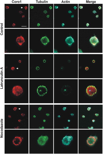 Figure 3. Subcellular localization of Coro1 upon disruption of the actin and tubulin cytoskeletons. Human platelets were incubated with 3 µM LatB or 10 µM nocodazole for 30 min, fixed in suspension with paraformaldehyde and spun on poly-L-lysine coated coverslips. Cells were immunostained with anti-Coro1 and anti-tubulin antibodies followed by Alexa568 and Alexa488-coupled secondary antibodies, respectively (red and green), and counterstained with Alexa680-phalloidin for filamentous actin (blue). Images were acquired with a fluorescence microscope equipped with a structured illumination attachment and deconvolved. Arrows indicate the magnified cell shown in the second row of each treatment. Scale bar 5 µm.