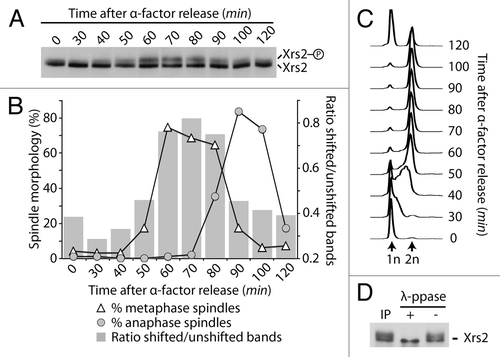 Figure 1. Phosphorylation of Xrs2 occurs in G2/M. Yeast cells carrying HA-tagged Xrs2 were synchronized in G1 with α-factor and released synchronously in the cell cycle. Samples were taken at various times to examine Xrs2 protein migration by SDS-PAGE and western blot (A). Samples were also taken to monitor spindle formation (B) and DNA content by FACS (C). The graph in (B) also shows the relative ratios of intensity of shifted vs. unshifted bands of Xrs2 during the experiment. (D) Immunoprecipitated Xrs2 was subjected to dephosphorylation with lambda phosphatase (or mock treatment) prior to SDS-PAGE and immunoblotting.
