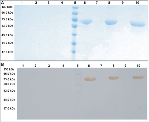 Figure 6 (A and B) Primary structural integrity and specificity results for the BSA in the NEDDS. (A) Sodium dodecyl sulfate polyacrylamide gel electrophoresis of BSA; (B) Western bolt analysis of BSA. Lane 1, supernatant of blank nanoemulsion; lane 2, precipitate of blank nanoemulsion; lane 3, supernatant of blank emulsion; lane 4, precipitate of blank emulsion; lane 5, prestained protein ladder; lane 6, supernatant of the BSA nanoemulsion; lane 7, precipitate BSA nanoemulsion; lane 8, supernatant of BSA emulsion; lane 9, precipitate of BSA emulsion; lane 10, BSA aqueous solution.Abbreviations: BSA, bovine serum albumin; NEDDS, nanoemulsion drug-delivery system.