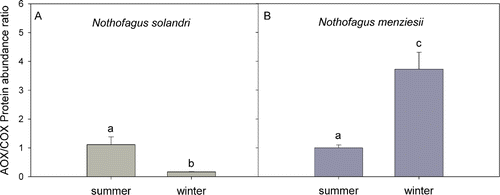Figure 2  Relative abundance of alternative oxidase (AOX) and cytochrome oxidase (COX) proteins during summer and winter for Nothofagus solandri and Nothofagus menziesii in the seasonal study. Values shown are mean±SEM. Two-way analysis of variance was performed including the factors species (P<0.001) and season (P≤0.05). Different lower case letters show statistical differences (Fisher least significant difference test).