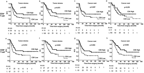 Figure 3. Kaplan–Meier estimates of either relapse-free survival (RFS) or overall survival (OS) of the patients with tumors stratified by the infiltration of CD4+ T cells in tumor stroma (a, b), CD4+ T cells in cancer nest (c, d), CD8+ T cells in tumor stroma (e, f), and CD8+ T cells in cancer nest (g, h). Vertical bars indicate the censored cases at the data cutoff point