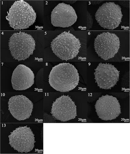 Plate 1. Scanning Electron Microscope photographs in polar view of 13 taxa of Lonicera.(1) Lonicera maackii, (2) Lonicera ferdinandi, (3) Lonicera korolkowi, (4) Lonicera tatarica, (5) Lonicera ruprechtiana, (6) Lonicera chrysantha, (7) Lonicera tatarinowii, (8) Lonicera edulis, (9) Lonicera korolkow × Lonicera maackii, (10) Lonicera korolkow × Lonicera tatarica No. 1, (11) Lonicera korolkow × Lonicera tatarica No. 2, (12) Lonicera korolkow × Lonicera tatarica No. 4, (13) Lonicera korolkow × Lonicera tatarica No. 8.