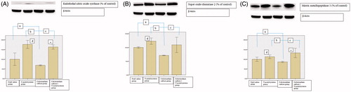 Figure 3. The results of Western blotting analysis in the renal tissue in the sterile saline group, N-acetylcysteine group, colistimethate sodium group, and colistimethate sodium + N-acetylcysteine group: (A) the expression levels of endothelial nitric oxide synthase (a: p = .03, compared with the sterile saline group; b: p = .0001, compared with the N-acetylcysteine group; c: p = .0001, compared with the colistimethate sodium + N-acetylcysteine group; d: p = .0001, when N-acetylcysteine group and the sterile saline group were compared; e: p = .001, when colistimethate sodium group + N-acetylcysteine group and the sterile saline group were compared); (B) the expression levels of superoxide dismutase 2 (a: p = .0001, compared with the sterile saline group; b: p = .0001, compared with the N-acetylcysteine group; c: p = .002, compared with the colistimethate sodium + N-acetylcysteine group; d: p = .001, when N-acetylcysteine group and the sterile saline group were compared); (C) the expression levels of matrix metalloproteinase 3 (a: p = .007, compared with the sterile saline group; b: p = .0001, compared with the N-acetylcysteine group; c: p = .0001, compared with the colistimethate sodium + N-acetylcysteine group; d: p = .011, when N-acetylcysteine group and the sterile saline group were compared; e: p = .001, when colistimethate sodium group + N-acetylcysteine group and the sterile saline group were compared).