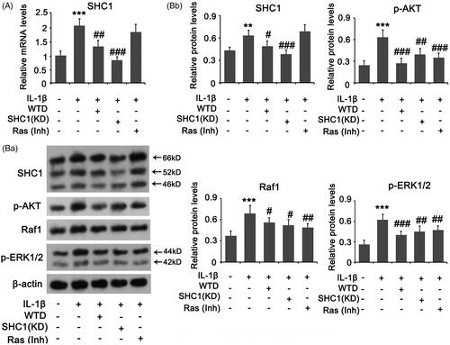Figure 2. SHC1 signal in chondrocytes is regulated by IL-1β and WTD. CHON-001 cells were stimulated with 10 ng/mL IL-1β to establish the RA model. WTD (1 μg/mL) and Ras inhibitor BI-3406 (1 μM) were added to CHON-001 samples to determine their effect against IL-1β. SHC1 was knocked down in chondrocytes before exposure to IL-1β. (A) PCR and (B) western blot assays were conducted to assess the expression of the indicated genes and proteins, respectively. **p < 0.01 and ***p < 0.001 vs. Control group; #p < 0.05, ##p < 0.01, and ###p < 0.001 vs. IL-1β group.